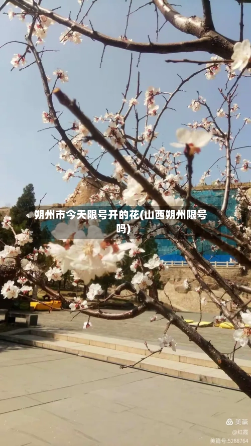 朔州市今天限号开的花(山西朔州限号吗)