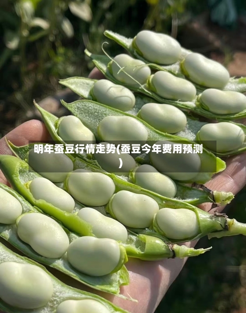 明年蚕豆行情走势(蚕豆今年费用预测)
