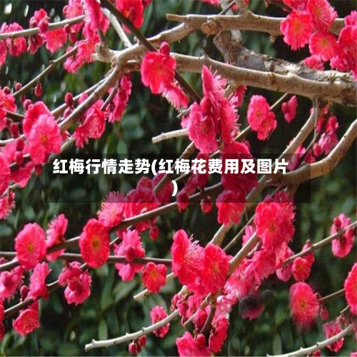 红梅行情走势(红梅花费用及图片)