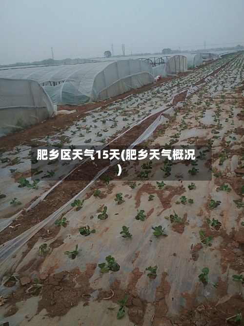 肥乡区天气15天(肥乡天气概况)