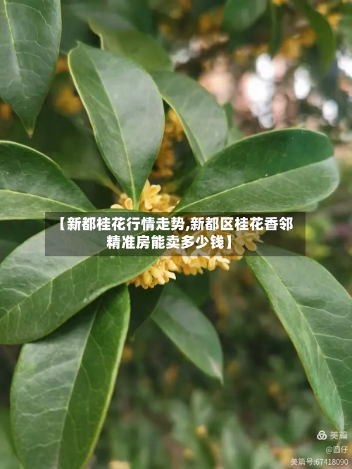 【新都桂花行情走势,新都区桂花香邻精准房能卖多少钱】
