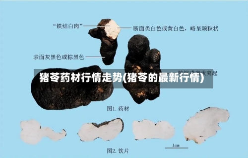 猪苓药材行情走势(猪苓的最新行情)