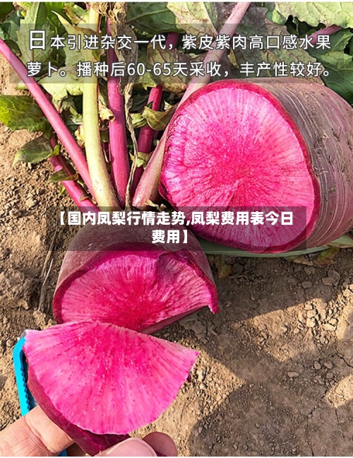 【国内凤梨行情走势,凤梨费用表今日费用】