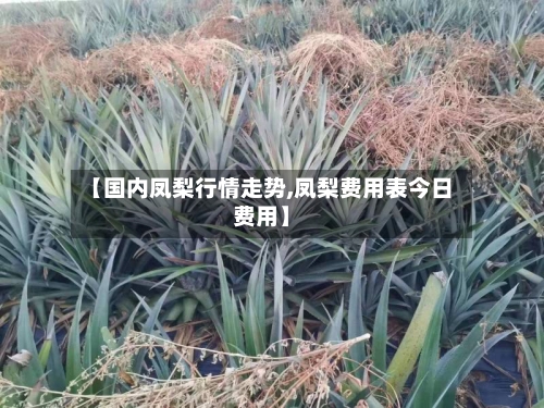 【国内凤梨行情走势,凤梨费用表今日费用】