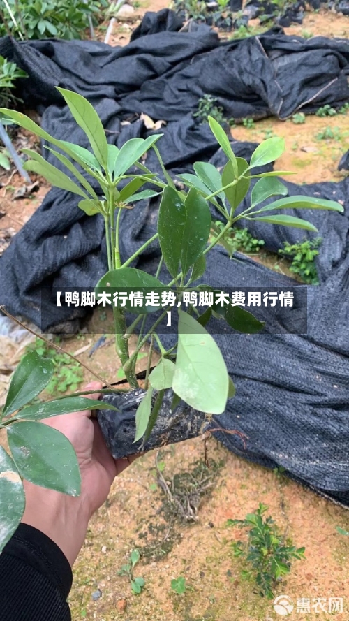 【鸭脚木行情走势,鸭脚木费用行情】