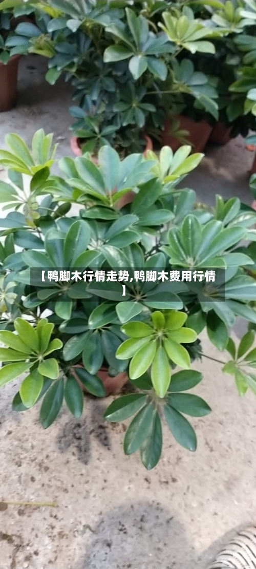 【鸭脚木行情走势,鸭脚木费用行情】