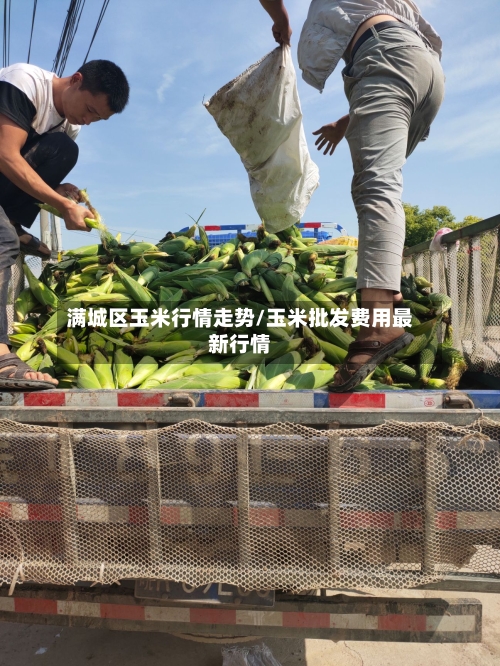 满城区玉米行情走势/玉米批发费用最新行情
