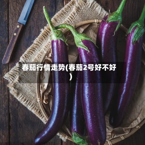 春茄行情走势(春茄2号好不好)