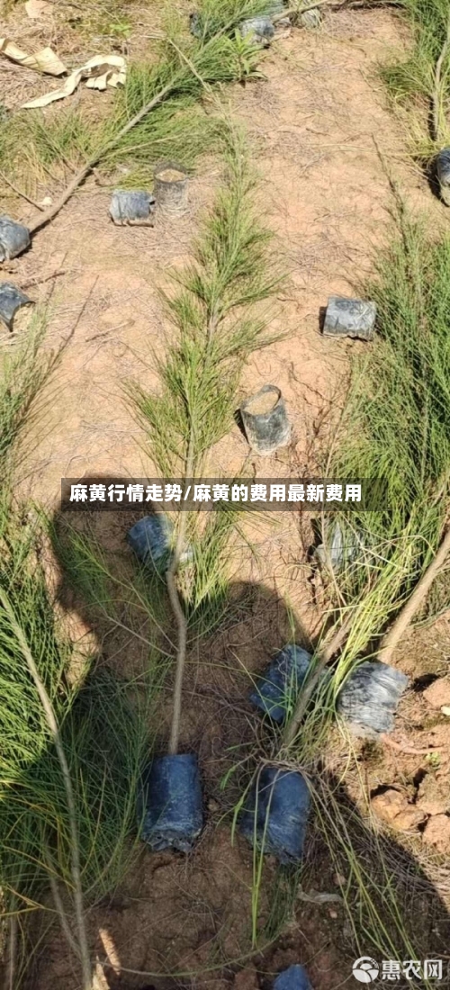 麻黄行情走势/麻黄的费用最新费用