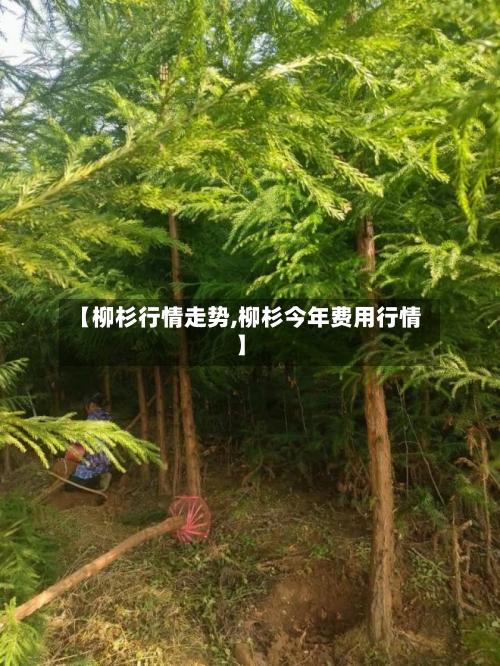 【柳杉行情走势,柳杉今年费用行情】