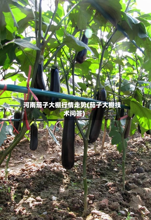 河南茄子大棚行情走势(茄子大棚技术问答)
