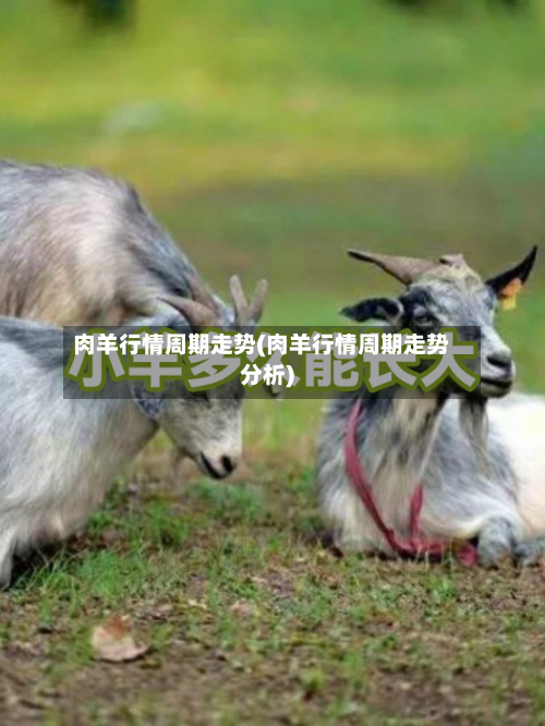 肉羊行情周期走势(肉羊行情周期走势分析)