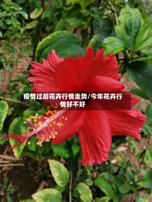 疫情过后花卉行情走势/今年花卉行情好不好