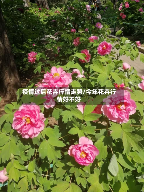 疫情过后花卉行情走势/今年花卉行情好不好