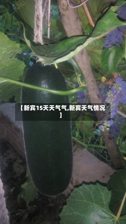 【新宾15天天气气,新宾天气情况】