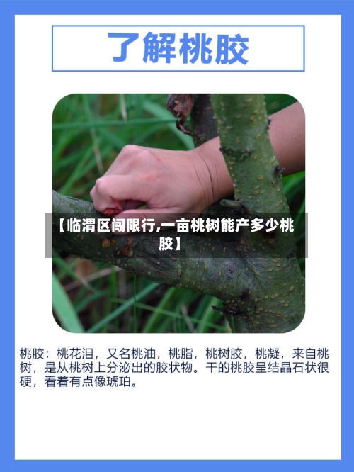 【临渭区闯限行,一亩桃树能产多少桃胶】