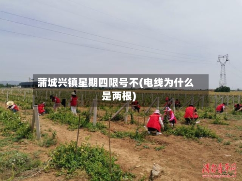 蒲城兴镇星期四限号不(电线为什么是两根)