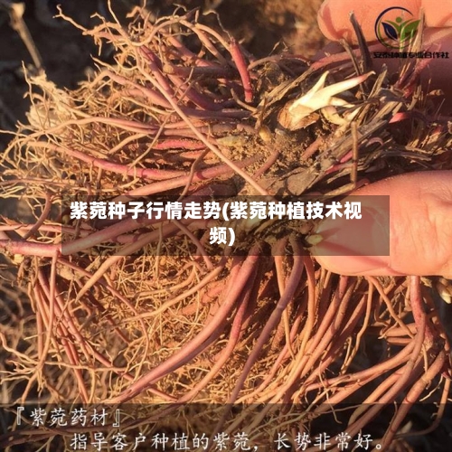紫菀种子行情走势(紫菀种植技术视频)