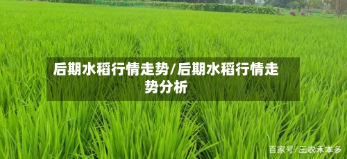 后期水稻行情走势/后期水稻行情走势分析