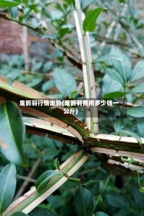 鬼箭羽行情走势(鬼箭羽费用多少钱一公斤)