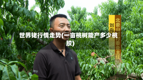 世界铑行情走势(一亩桃树能产多少桃胶)