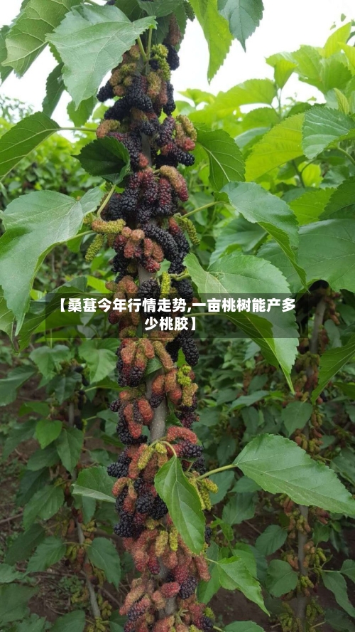 【桑葚今年行情走势,一亩桃树能产多少桃胶】