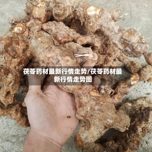 茯苓药材最新行情走势/茯苓药材最新行情走势图
