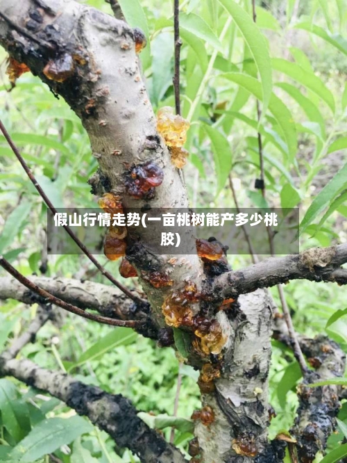 假山行情走势(一亩桃树能产多少桃胶)