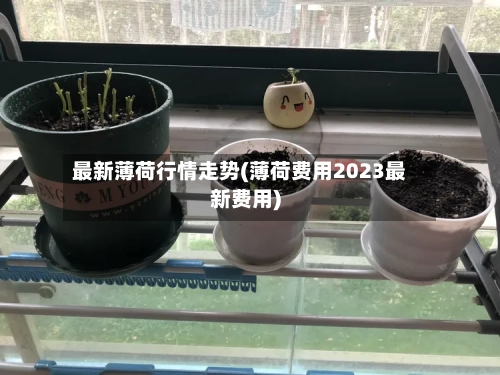 最新薄荷行情走势(薄荷费用2023最新费用)