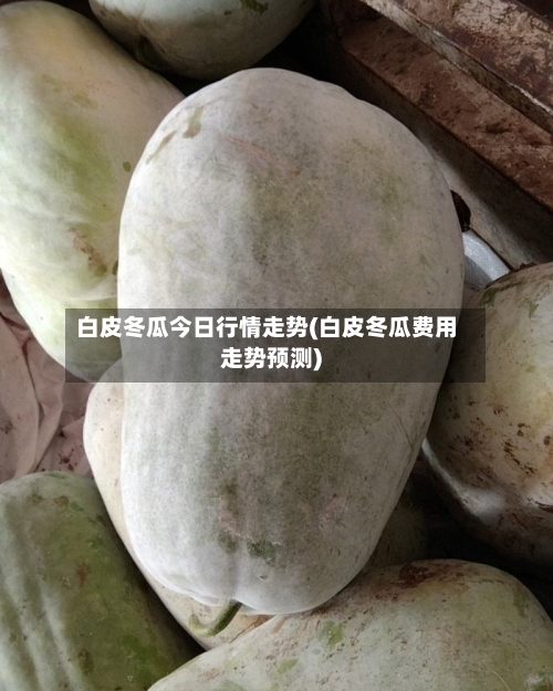 白皮冬瓜今日行情走势(白皮冬瓜费用走势预测)