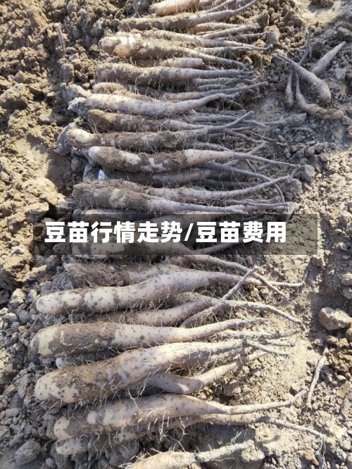 豆苗行情走势/豆苗费用
