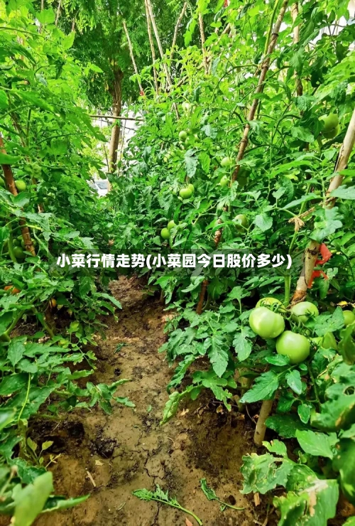 小菜行情走势(小菜园今日股价多少)