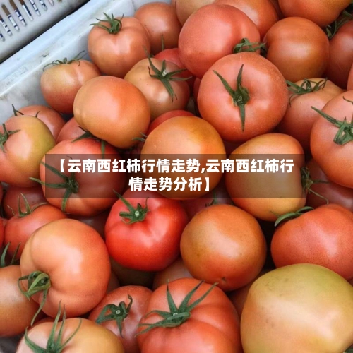 【云南西红柿行情走势,云南西红柿行情走势分析】
