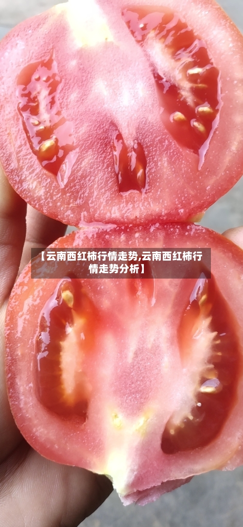 【云南西红柿行情走势,云南西红柿行情走势分析】