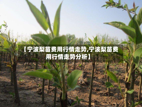 【宁波梨苗费用行情走势,宁波梨苗费用行情走势分析】