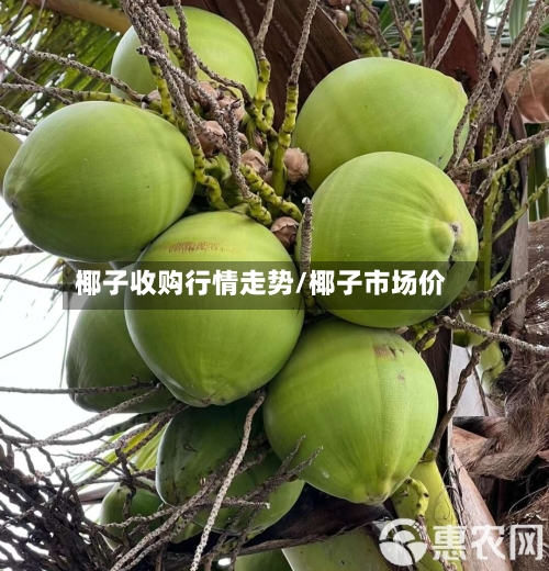 椰子收购行情走势/椰子市场价