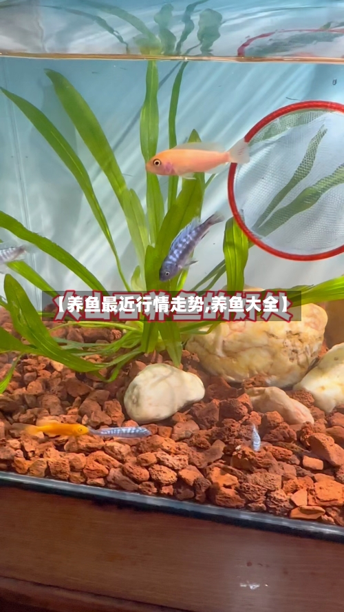 【养鱼最近行情走势,养鱼大全】