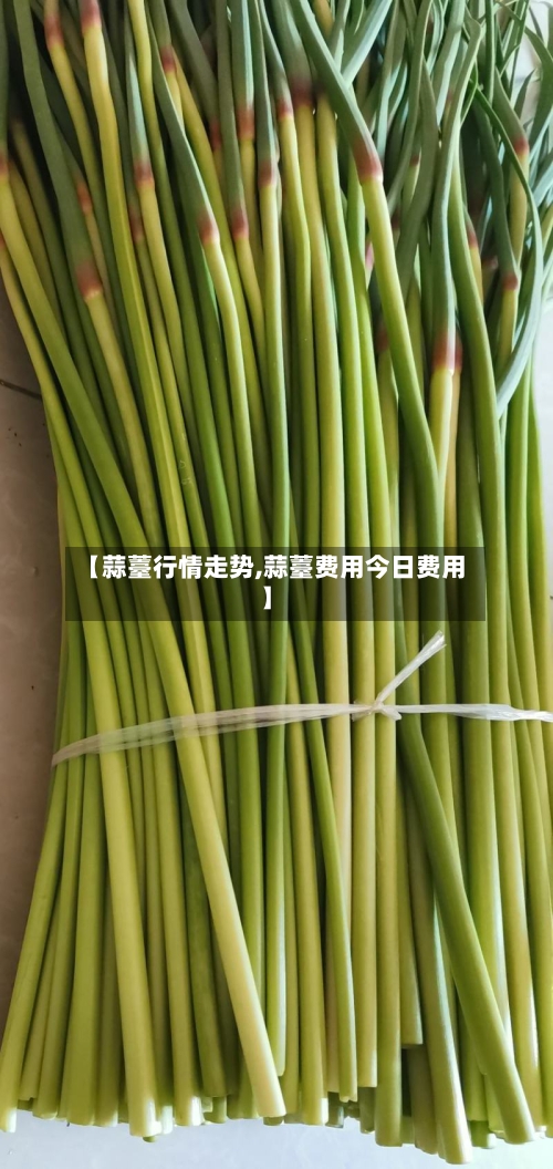 【蒜薹行情走势,蒜薹费用今日费用】
