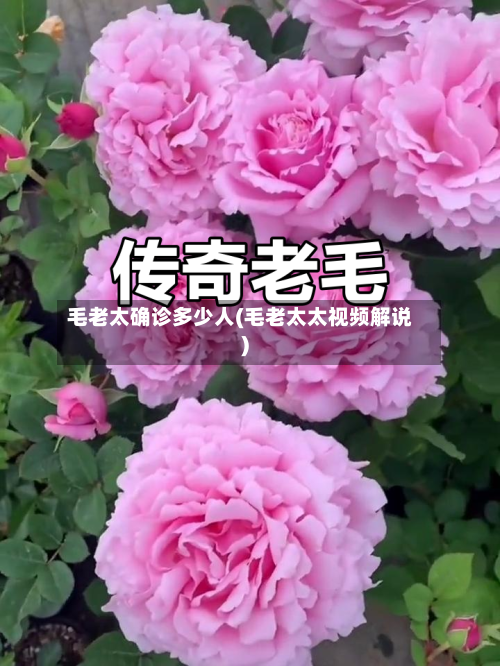 毛老太确诊多少人(毛老太太视频解说)