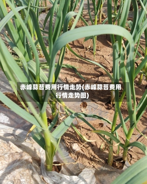 赤峰蒜苔费用行情走势(赤峰蒜苔费用行情走势图)