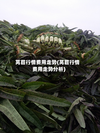莴苣行情费用走势(莴苣行情费用走势分析)
