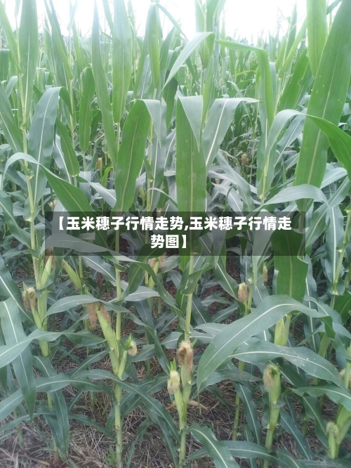 【玉米穗子行情走势,玉米穗子行情走势图】