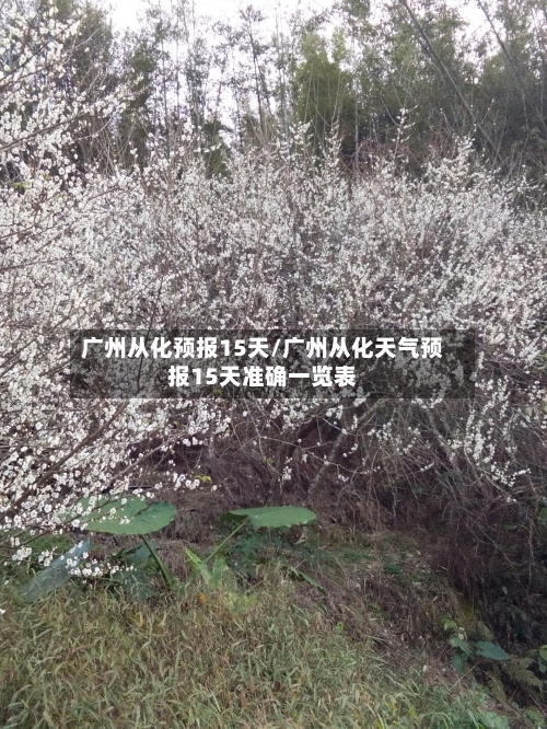 广州从化预报15天/广州从化天气预报15天准确一览表