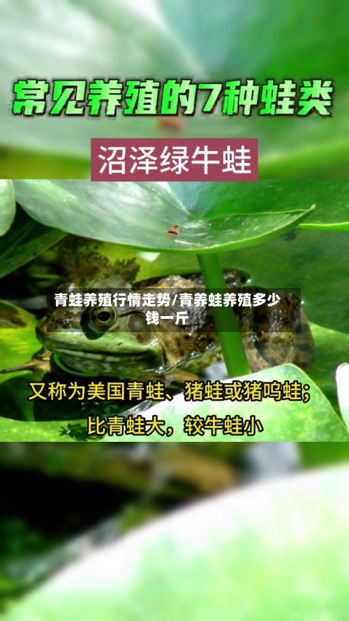 青蛙养殖行情走势/青养蛙养殖多少钱一斤