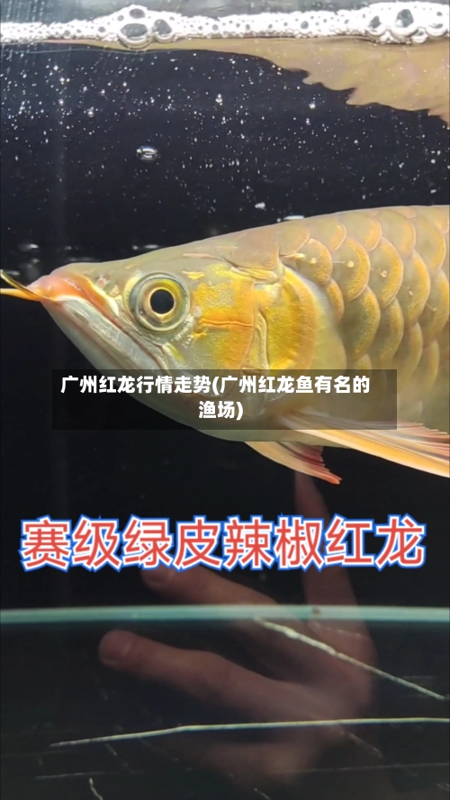 广州红龙行情走势(广州红龙鱼有名的渔场)