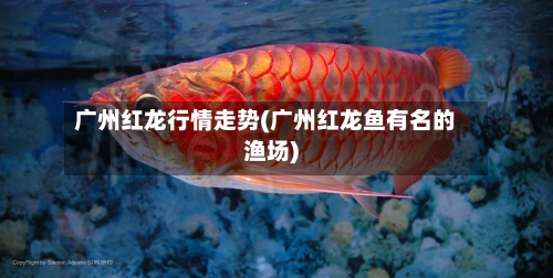 广州红龙行情走势(广州红龙鱼有名的渔场)