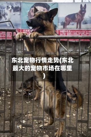 东北宠物行情走势(东北最大的宠物市场在哪里)