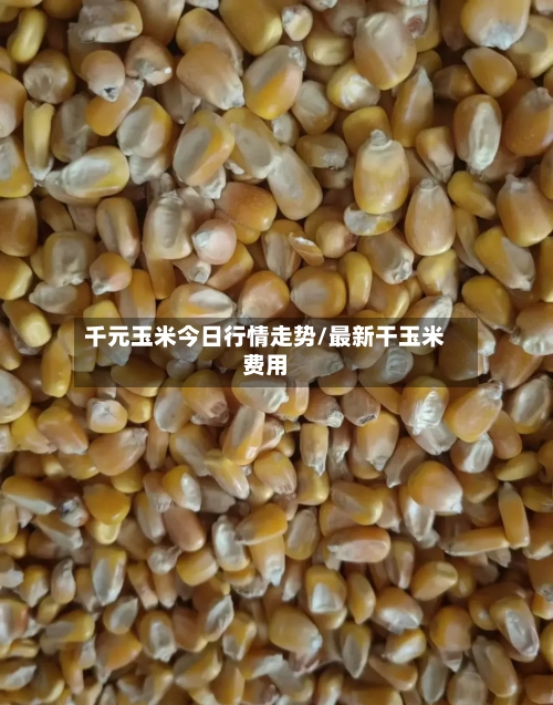 千元玉米今日行情走势/最新干玉米费用