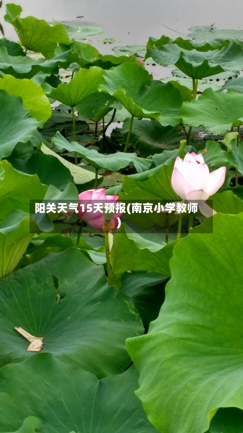 阳关天气15天预报(南京小学教师)