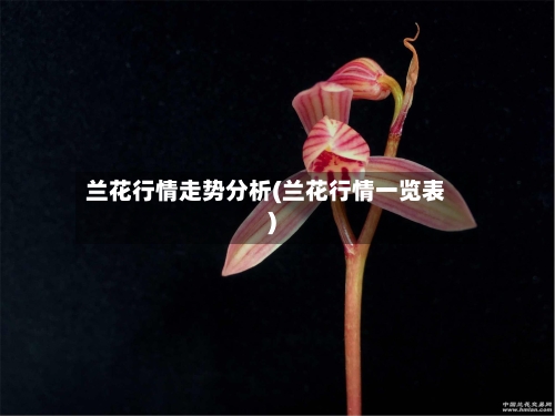 兰花行情走势分析(兰花行情一览表)